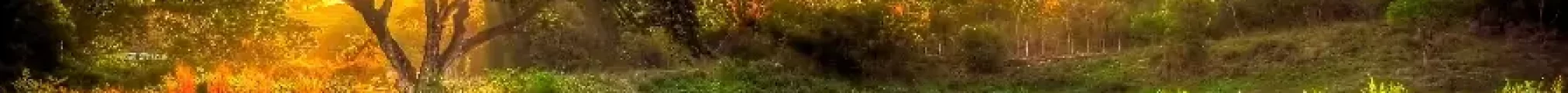 large_52ec8369-3d40-4e95-b991-63e1733bbf48